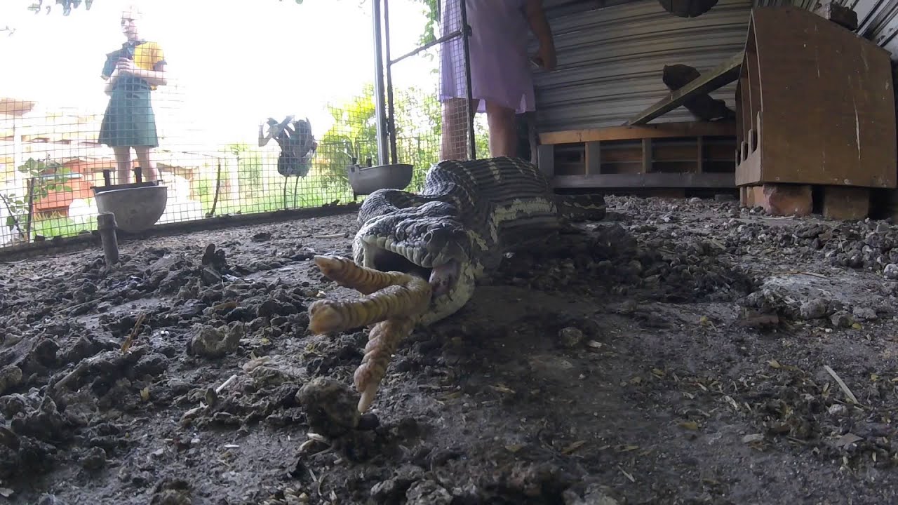 carpet python eats chook part 2 - YouTube