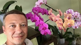 на цветение орхидеи влияет удобрение или нет?