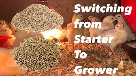 Broiler Chicken Feed Secrets:The Perfect Time and Method to Switch from Starter to Grower & Finisher