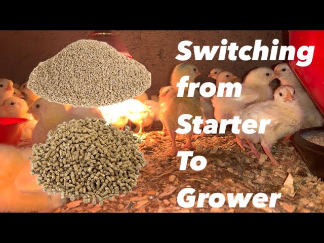 When Do I Switch Feeds From Starter To Grower?  