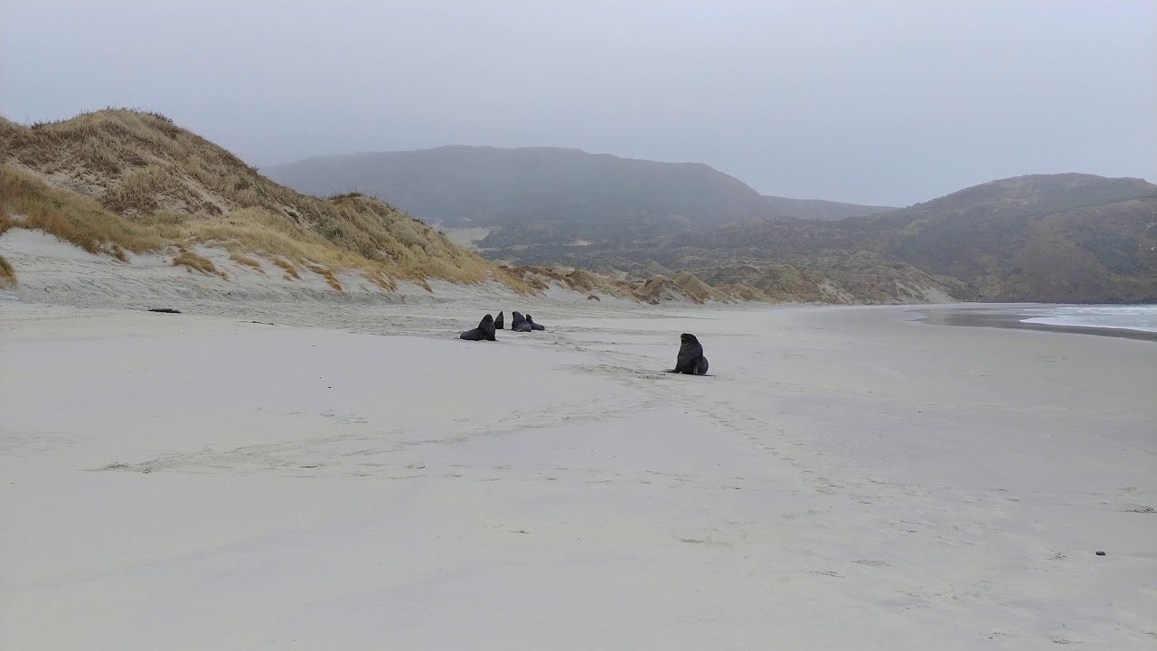 Sandfly Beach Sealions Dunedin New Zealand Youtube