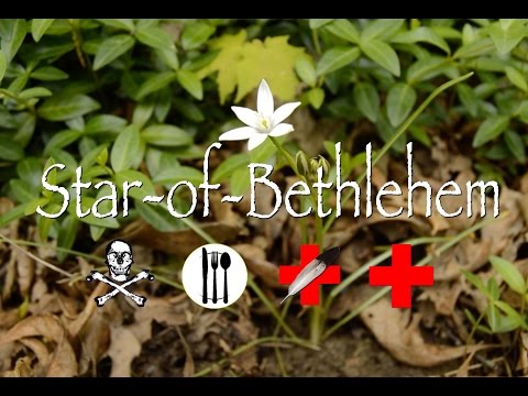 Star-of-Bethlehem: Poison, Edible & Medicinal