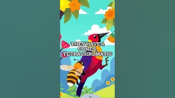 Why Humans See Colors Most Animals Can’t #trichromatic #colorvision #shorts #information #learning
