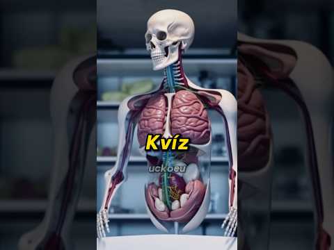 Kvíz anatomie lidského