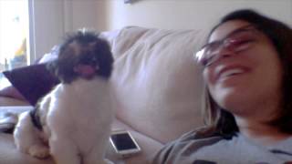 Dog Sings Josh Groban
