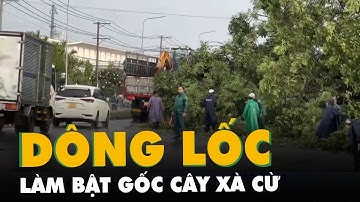 Dông lốc làm bật gốc cây xà cừ, chắn ngang quốc lộ ở Đồng Nai