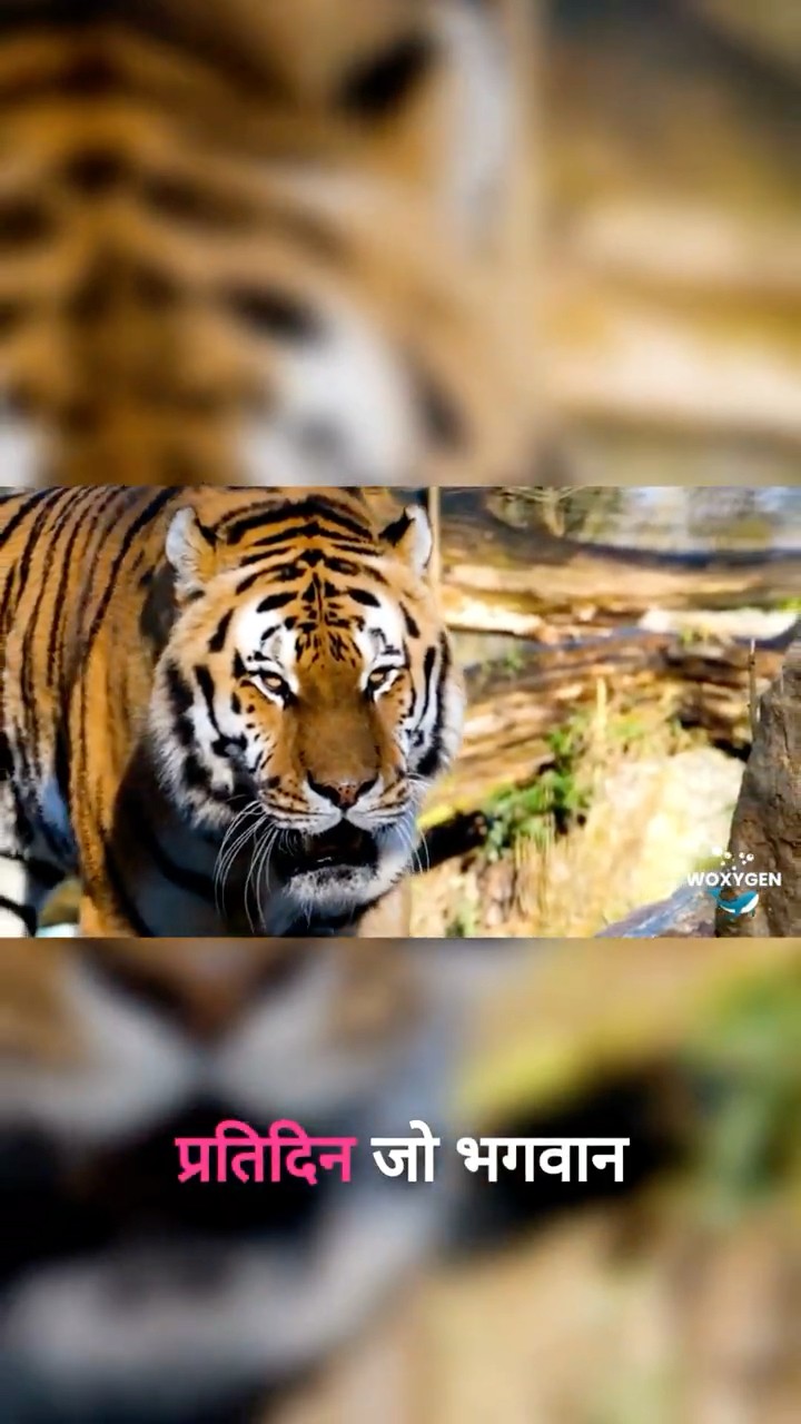 Watch this tiger’s strange morning routine 🐅💧 #nature #animalstories #shorts