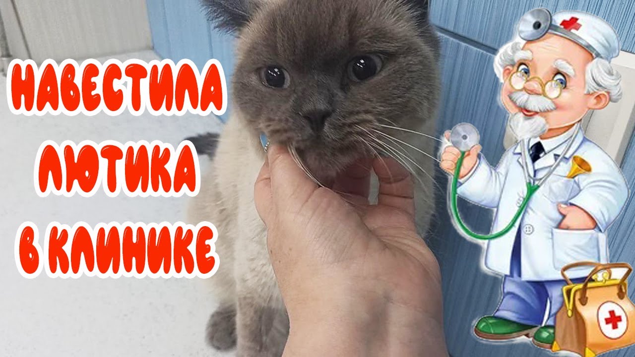 Лютик заболел. Навестила в клинике. ВЛОГ. Гипертрофическая ...