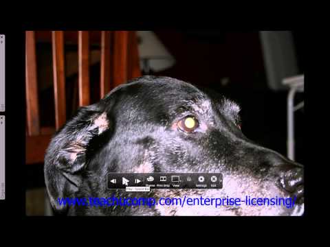 Adobe Photoshop Elements 12 Tutorial The Organizer Employee Group Training  2.4
