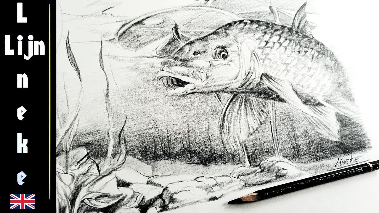 Easy CARP fish for beginners Graphite pencil drawing 