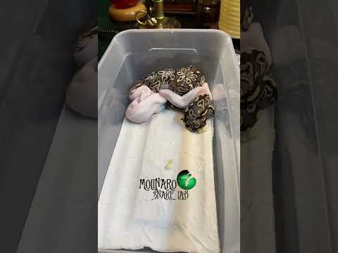 First Shed Snakes Shorts Molinarosnakelab Python Pyton Python Sawa Reptiles Animals