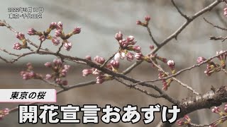 東京の桜 開花宣言は明日以降に