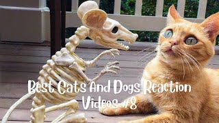 Funny Animal Videos 2022 😂 - Funniest Cats And Dogs Video