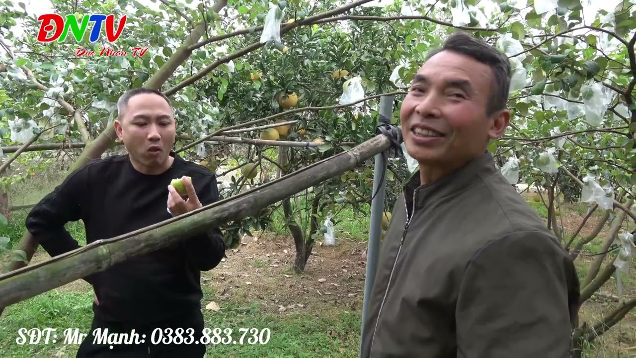 THĂM QUAN VƯỜN TÁO SAI TRĨU QUẢ CỰC NGỌT CỦA BÁC MẠNH Ở QUỐC OAI, HÀ NỘI