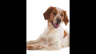 Adorable Brittany Spaniel Dog | Animal World