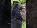 Rescued Chimp Pauses To Hug Jane Goodall Before Returning To The Wild | The Dodo
