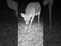 He’s not huge but he’s a good one! 🦌