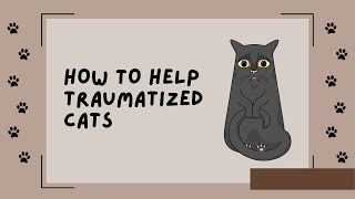 Understanding And How to Help Traumatized Cats