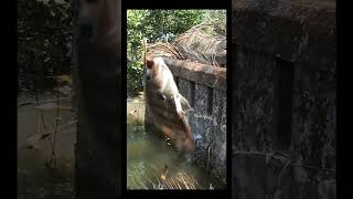 हात गरीने काळुंदर पकडले🎣🐟 #kokanfishing #onlyfishing #subscribe #vairalshort #vairalvideo