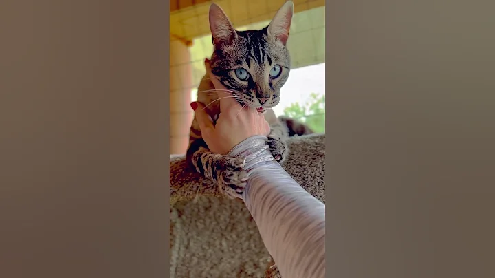 Watch the video about Ferris play biting #bengal #cat #bengalcat #kitty #catlover #cute #cutecat