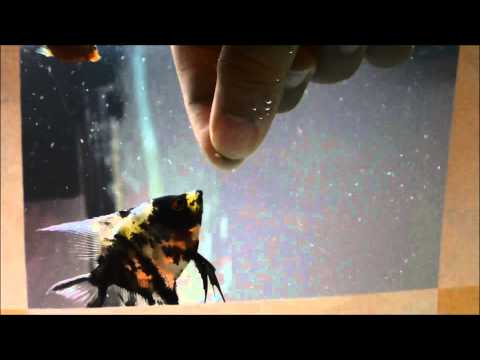 How To Hand Feed Your fish