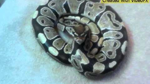 2014 ball python update