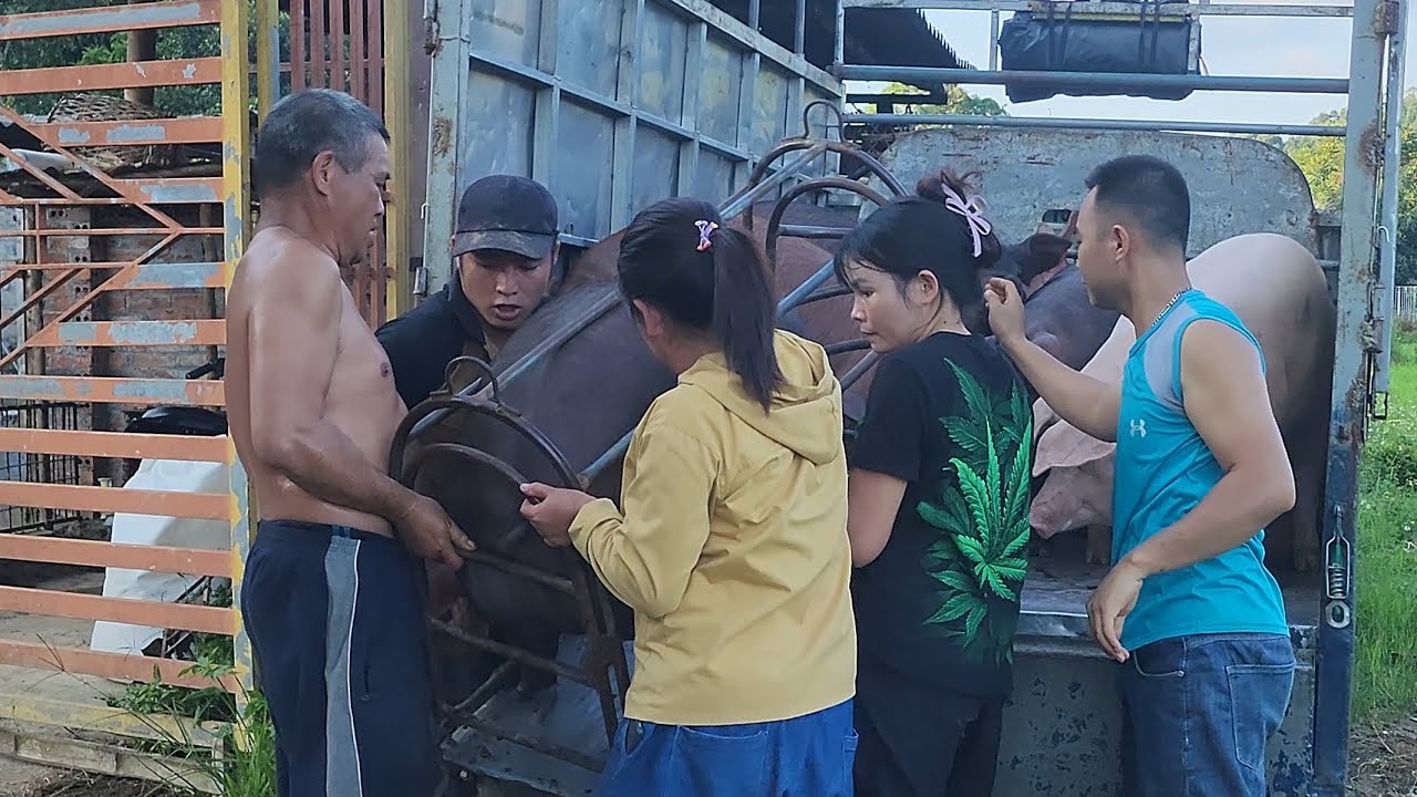 selling a flook of 1204kg pigs after 4 months of raising /@ThoaRurallife  #114