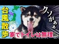 台風の中、散歩せざるをえない柴犬
