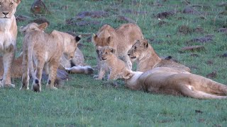 Offbeat lion pride bonds with their little cub, Mara North