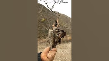 Cây Bonsai đẹp , Cây bonsai mini khai thác tự nhiên #92