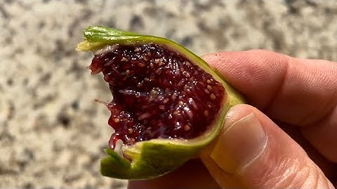 Thoughts on pinching fig trees