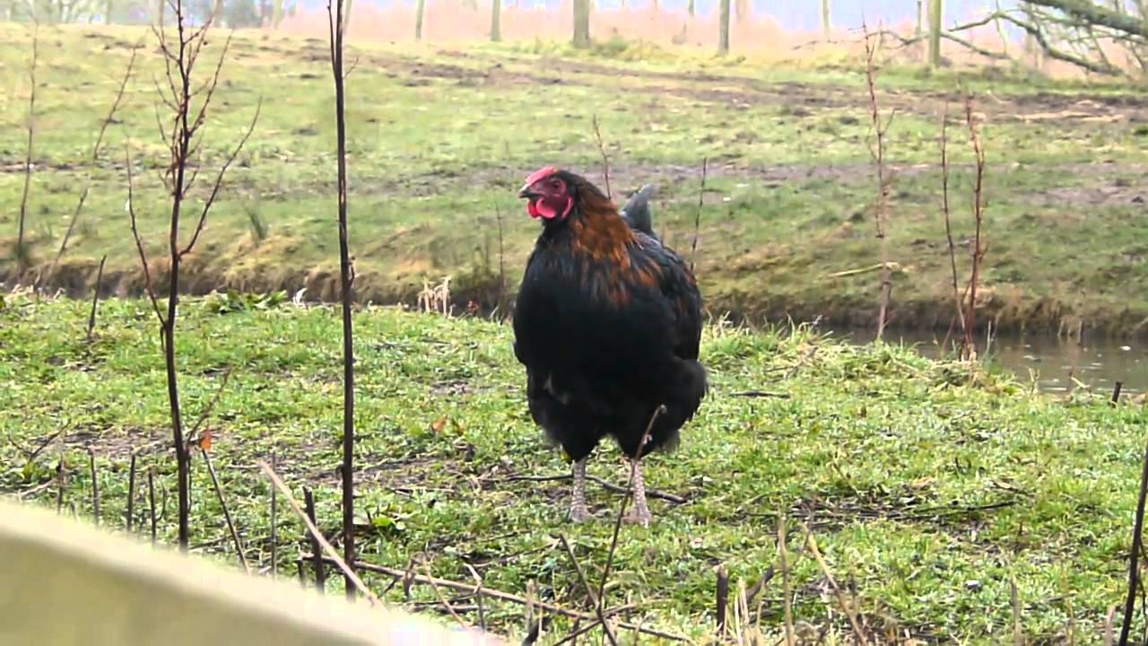 Dammit my hen crows lol - YouTube