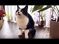 猫に手渡しでおやつをあげたら…？かわいすぎて悶絶