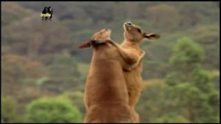 Canguru Vermelho, Canguru Gigante, Canguru Cinzento, Preparados Para O Combate, Animais Selvagens,