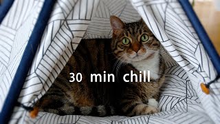 30 Min Chill With Cat (5)~ Chill | Lofi | Beats | Relax | Calm | Study | Work | Sleep