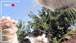 Cat Wearing Camera: This Cat Had a VERY Busy Day (Ep 70)