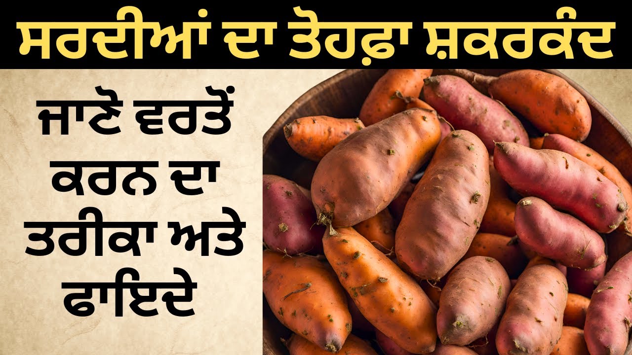 सर्दियों की सौगात शकरकंद | जानिए इस्तेमाल करने का सही तरीका और फायदे