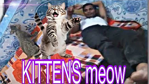 Video 4312361: tabby cat persian, stray cat, kitten meow adorable, meow live, cat food, gorgeous kittens, kitty