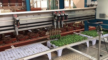 Robotics and automation in Dutch horticulture
