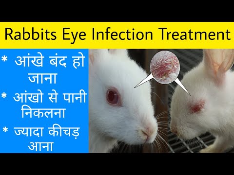 वीडियो: खरगोशों में आंखों की सूजन