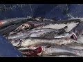 Fisheries Minister asks High Court