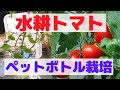 【野菜の水耕栽培】トマトのペットボトル水耕栽培のやり方