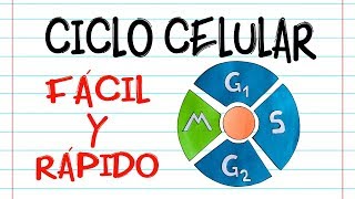 🌐 CICLO CELULAR 🔬 [Fácil y Rápido] | BIOLOGÍA |