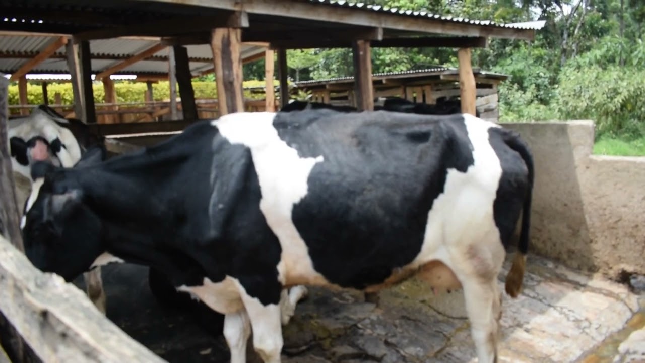 ФЕРМА ТЕБАТАЙ: ОТ 1 ДО 15 КОРОВ.