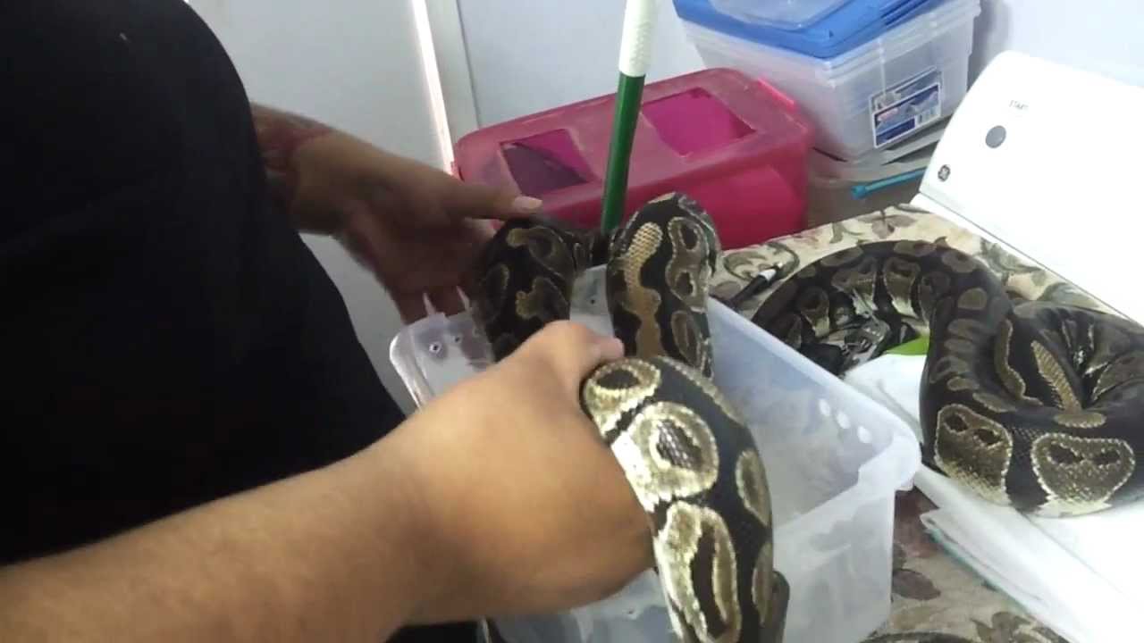 geckos food A new ball python S/O and Recap on the Story.