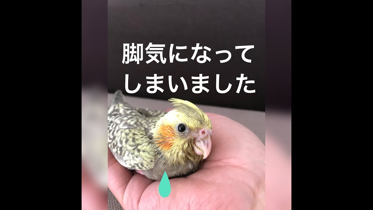 チミイが脚気になってしまいました オカメインコ 病気 脚気 Youtube