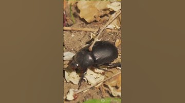 Where Do Bugs Go in Winter? 🐜❄️ #MysterySolved #InsectDiapause #WinterSurvival #NatureDocumentary