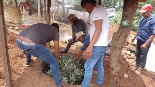 preparando la barbacoa de chivo. # Magdalena mixtepec#oaxaca