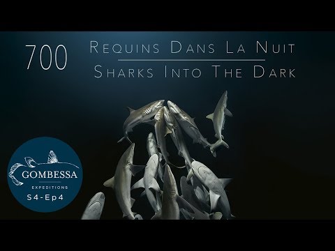 Gombessa 4 - 700 requins dans la nuit - Ep04
