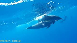 Dolphins at Habili Dori by Abdelrahmen el-Soueify